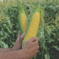 РАКЕЛЬ F1 кукуруза Вильморин