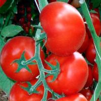 ДЖАЛИЛА F1 томат Саката