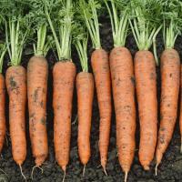 НЕБУЛА F1 морковь Семинис фр. 1.6-1.8 мм, 1 млн шт.