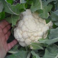 ГУДМАН F1 капуста цветная Бейо