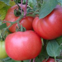 ПИНК МУН F1 томат Саката