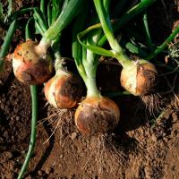 УТРЕТО F1 лук Нюнемс (100 000 шт)