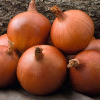 МЭЛЛОРИ F1 лук Бейо