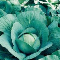 КУИЗОР F1 капуста белокочанная Сингента