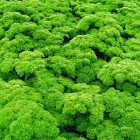 ПЕТРА F1 петрушка Бейо