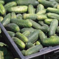 НАДЮША F1 огурец Семинис