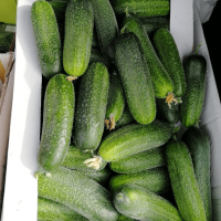 КЛОДИН F1 огурец Семинис, 250 шт