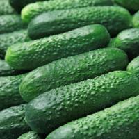 РУБИНШТЕЙН F1 огурец Райк Цваан, PR, 250 шт