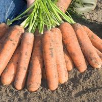 НАМУР F1 морковь Бейо (2.4-2.6)