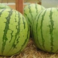 РЕГУС F1 арбуз Саката