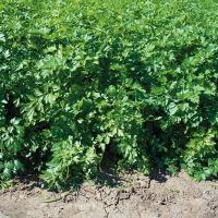 ФИТНЕС F1 петрушка Гриномика