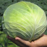 СЕСИЛЬ F1 капуста белокочанная Бейо