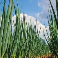 ФАКТОР F1 лук на зелень Гриномика (500 г)