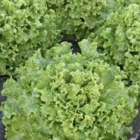 АБРЕК F1 салат Гавриш