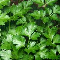 МАГНУМ F1 петрушка Гриномика