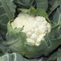 ШАМБОРД F1 капуста цветная Райк Цваан, NS, 2500 шт