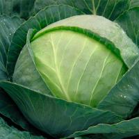 РЕАКТОР F1 капуста белокочанная Сингента