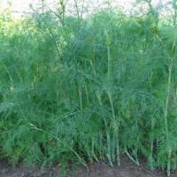 ГРЕНАДЕР F1 укроп Гавриш (100 г)