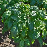 ЛЕГИОН F1 базилик Гриномика