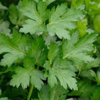 ФИДЕЛИО F1 петрушка Энза Заден