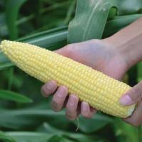 ГЕНЕРАТОР F1 кукуруза Вильморин