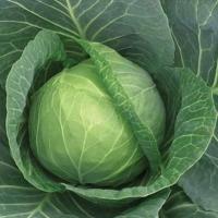 СУПРИМ ВАНТАЖ F1 капуста белокочанная Саката