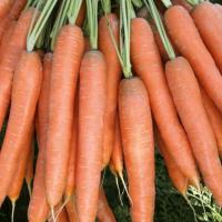 ПРЕСТО F1 морковь Вильморин (фр.2, 0-2, 2 мм) 500 т шт