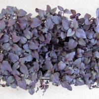 РОЗИ F1 базилик Энза Заден