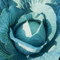 КОРОНЕТ F1 капуста белокочанная Саката