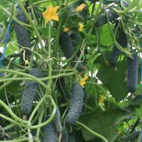 СЕДРИК F1 огурец Энза Заден