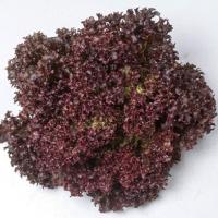 ЛЕА F1 салат лолло росса Энза Заден