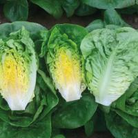 АЛМАДРАБА F1 салат романо Энза Заден