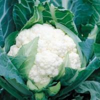 СПЕЙС СТАР F1 капуста цветная Сингента