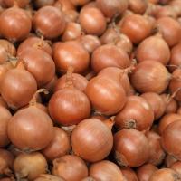 МОУШЕН F1 лук Сингента