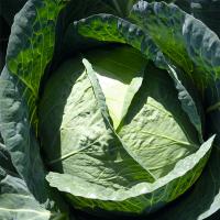 КАПТУР F1 капуста белокочанная Бейо