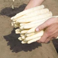 МАГНУС F1 спаржа Бейо (5000)