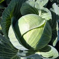 КАУНТЕР F1 капуста белокочанная Бейо 100 000