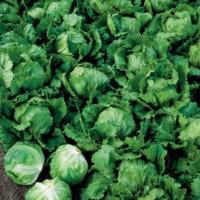 СТАЛЛИОН F1 салат айсберг Семинис, 10 гр