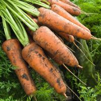 КОРДОБА F1 морковь Бейо (2.0-2.2)