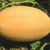 МАЗИАН F1 дыня Вильморин