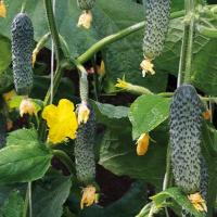 ИМПРЕСА F1 огурец Гриномика