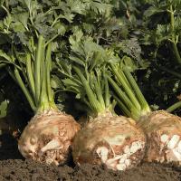 БАЛЕНА F1 сельдерей Бейо