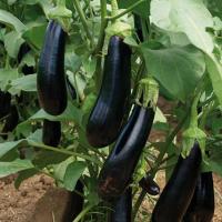 МАБЕЛ F1 баклажан Энза Заден