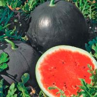 РЕД СТАР F1 арбуз Нюнемс