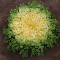 БЕКЕЛЕ F1 эндивий Энза Заден