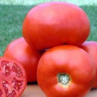 САДИК F1 томат Семинис