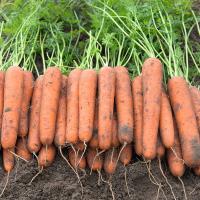 НАВАРА F1 морковь Бейо (2.4-2.6)