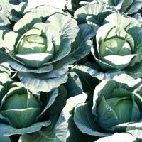 ДЖИНТАМА F1 капуста белокочанная Райк Цваан, GD, 2500 шт