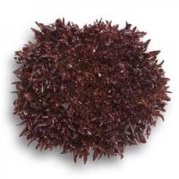 ТРИПЛЕКС F1 салат Райк Цваан, 5 тыс.драже