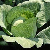 НОВАТОР F1 капуста белокочанная Сингента